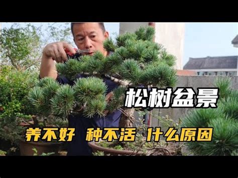 松樹開白花|尋找一棵開白花的樹？ 認識一些！